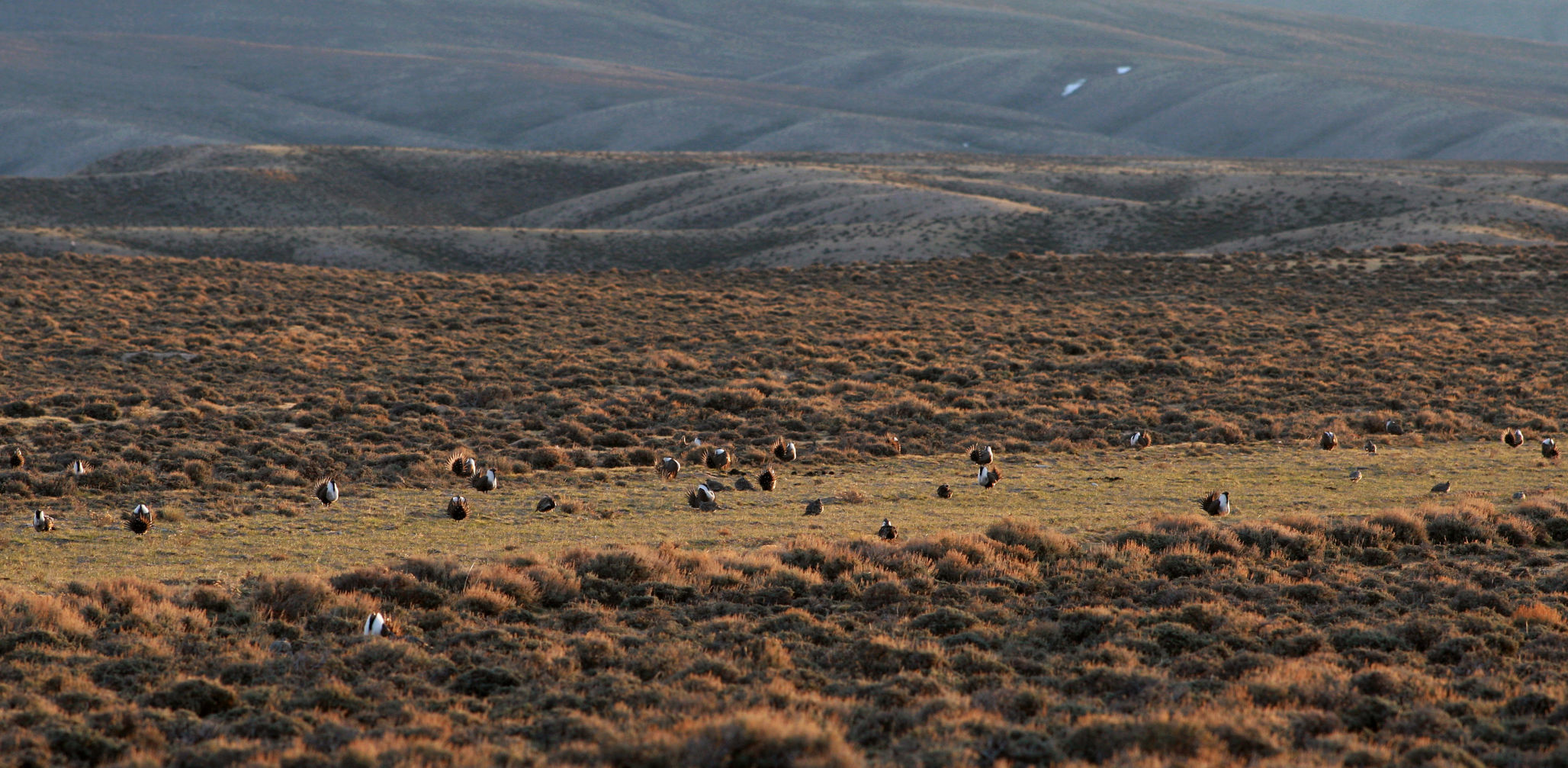 Sage Grouse